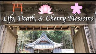 The Role of Shinto Shrines and Buddhist Temples in Japan | Exploring the Japanese Countryside! 