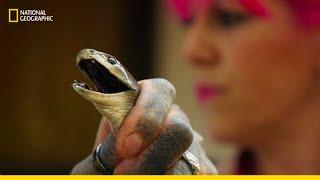 The Deadly Snake Pit | Snakes in the City | National Geographic