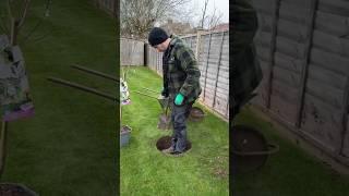 Planting a Plum Tree and creating a mowing bed! #satisfying #plants #gardening #lawncare #diy #tree