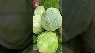 How we preserve cabbage from our garden with fermentation! #gardenharvest #fermentation