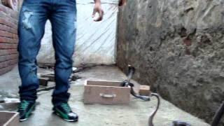 catching snakes video ,vikram malout(98141-71064)