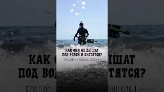  Что ловят подводные охотники в Крыму? #рыба #рыбалка #Крым
