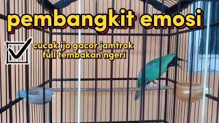 burung cucak ijo gacor jamtrok full tembakan ngeri // burung viral dan murah yang masih di minati