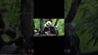 福宝主打一个叛逆小熊 #追娱秀场 #panda #animals #疯狂动物园 #大猫熊 #搞笑 #大熊猫 #cute