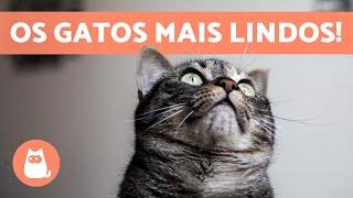 TOP 10 RAÇAS de GATOS mais BONITAS do MUNDO 