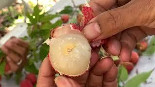 Sweetheart Lychee at MO’s Tropical Farm, Homestead, FL