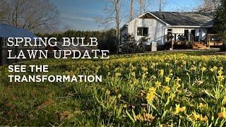 Spring Bulb Lawn in Bloom | See the Transformation
