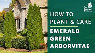 Emerald Green Arborvitae Tree | How to Plant & Care