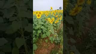 beautiful sunflower village music theme
