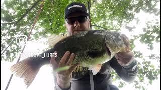 Bassdope Totally Buzzedbait Catches a Giant Northern Strain Largemouth in Local Pond!