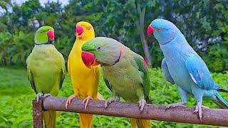 Parrot Natural Sounds Video