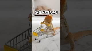 トカゲ、大家族になる#shorts #チワワとトカゲの日常