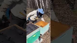 Пересадка семьи в другой корпус #мед #мёд #пасека #пчеловодствоснуля #пчеловод #bee #пчеловодство