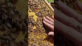 п #bee #beekeeper #пчеленок #beekeeping #мёд #пчеловодство