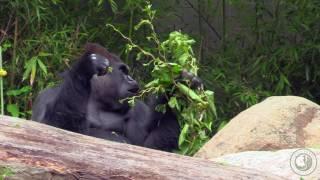 Gorillas at Cleveland Metroparks Zoo