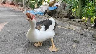 Pet Muscovy duck sound