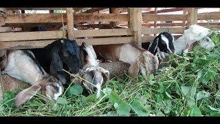 Small Goat eat Grass Very fast