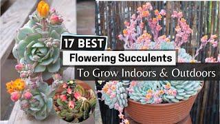 17 Best Flowering Succulents To Grow Indoors & Outdoors