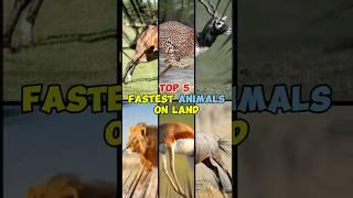 Top 5 Fastest Animals on Land!