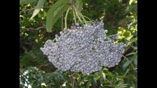 The Blue Elderberry