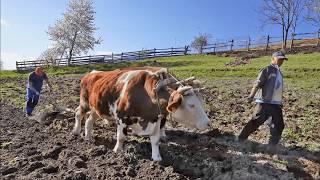 Last Stand of a Family in the Mountains. Life Struggles in Rural Transylvania