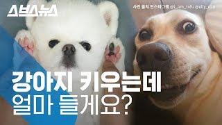 강아지 키우는 데 드는 비용 얼마? 입양 전 알아야 할 것들 짚어보기 / 스브스뉴스