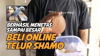 Beli Telur Ayam Shamo Online, Berhasil Menetas Hingga Besar, SERU, Ini Prosesnya!!