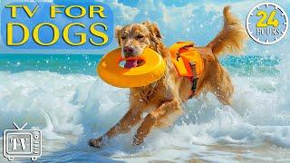 24 Hours of the Best Fun & TV for Dogs: Separation Anti Anxiety & Stress Calming Music for Dogs