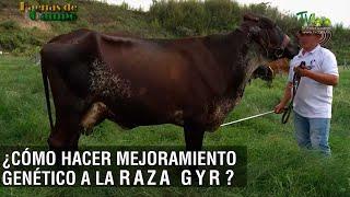 Cómo hacer mejoramiento genético a la raza Gyr - TvAgro por Juan Gonzalo Angel Restrepo