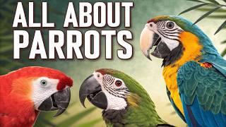 Discover the Colorful World of Parrots: Intelligence, Mimicry & Playful Nature