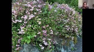 Yuki Cherry Blossom Deutzia