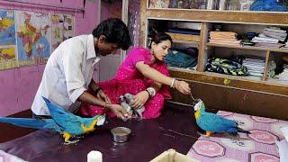 When We Hand Feed The Baby Macaws And African Grey Parrot Parrots.