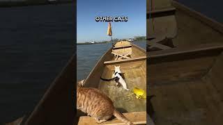 Other Cats VS This One 