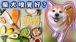 柴犬嗅覺好嗎？測試後你就知道 ｜柴犬柚醬 醬拔頻道｜