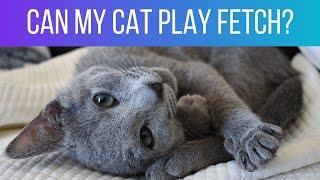 5 common Russian Blue personality traits: Does my cat have them all?