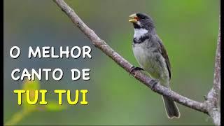 O MELHOR CANTO DE TUI TUI ZEL ZEL POR 10 HORAS