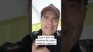 Qual o teor de proteína do capim elefante capiaçu?