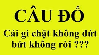 Những câu đố vui hay nhất có đáp án phần 2 | Đố vui có đáp án