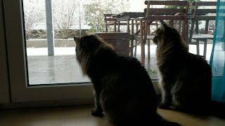 Roy's and Moss's first encounter with snow | Norwegian Forest Cats