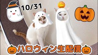 10/31 猫たちとハロウィン生配信