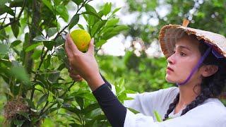 Fresh Oranges from the Farm: Harvesting & Selling at the Market | Linh Đan's Rural Life