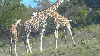 baby_giraffe_birth.m4v