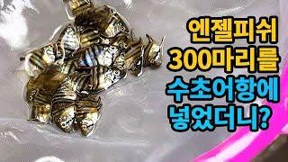 엔젤피쉬 300마리를 수초어항에 넣었더니? 대박 영상탄생!! (300 angel fish) [해수인TV]