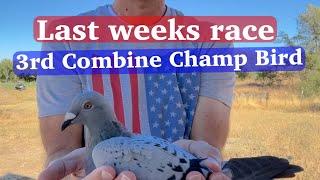 Last weeks tough race notable birds, and current champ bird standings