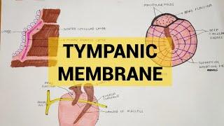 Tympanic Membrane | External Ear - 2