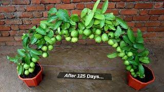 Unique idea : Prepare guava tree by cutting | using Aloe vera And potato | Grafting