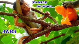 PITIFUL SKINNY ALBA! NO..MILK...NO...FOOD..POOR BABY ALBA SO WEAKNESS  WITHOUT CARE FROM ANNA