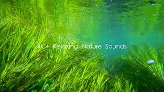 Underwater view of Azumino's Tade River, swaying aquatic plants, soothing sounds of water