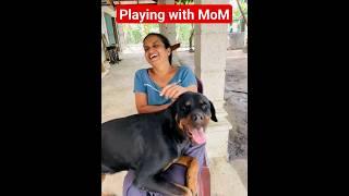 Rottweiler Always  Loves Playing With Mom #dog #rottweiler #funny #pets #puppy