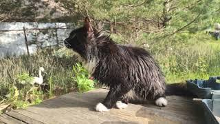 Pusya the Cat Diary. Squirrel training continues